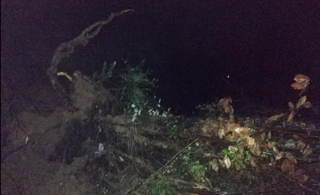 Frana albero località "Serruni" Sp 269 Tra Santa Barbara di Ceraso e Mandia