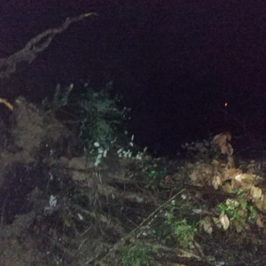 Frana albero località "Serruni" Sp 269 Tra Santa Barbara di Ceraso e Mandia